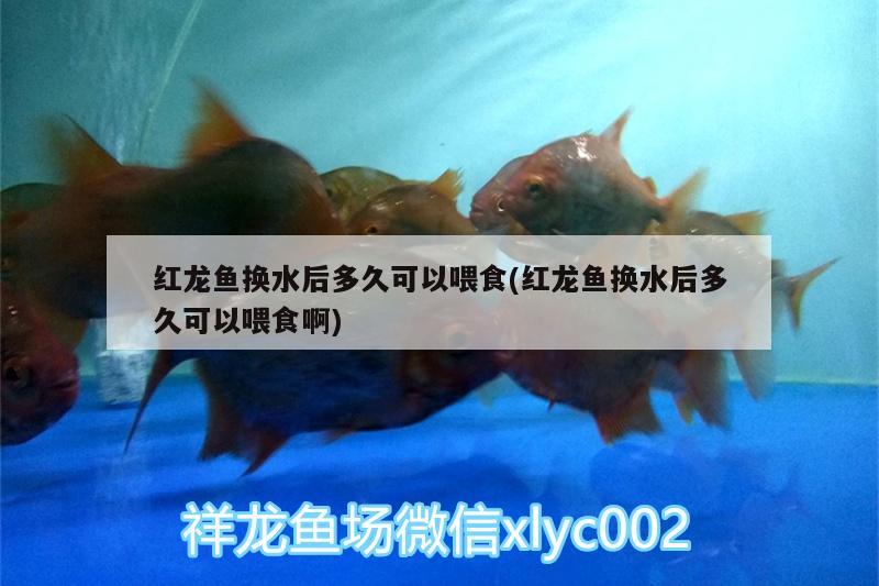 紅龍魚換水后多久可以喂食(紅龍魚換水后多久可以喂食啊)