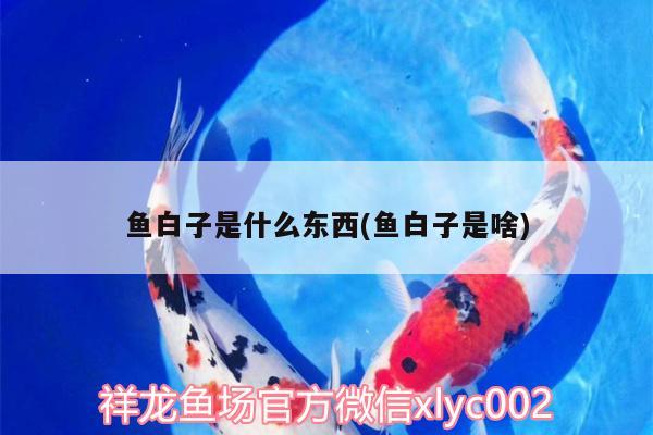 魚白子是什么東西(魚白子是啥) 藍底過背金龍魚