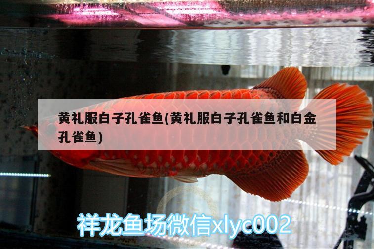 黃禮服白子孔雀魚(黃禮服白子孔雀魚和白金孔雀魚) 戰(zhàn)車紅龍魚