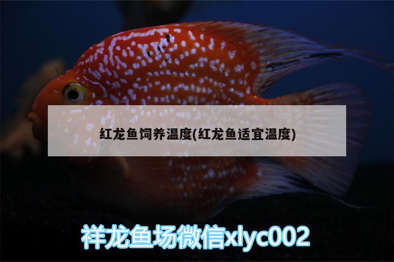 紅龍魚飼養(yǎng)溫度(紅龍魚適宜溫度)