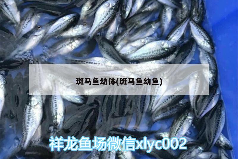 斑馬魚幼體(斑馬魚幼魚)