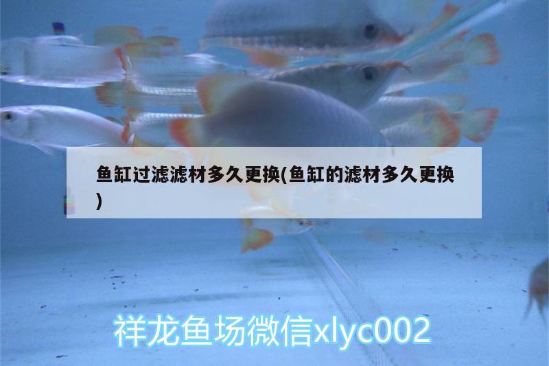 魚缸過濾濾材多久更換(魚缸的濾材多久更換)