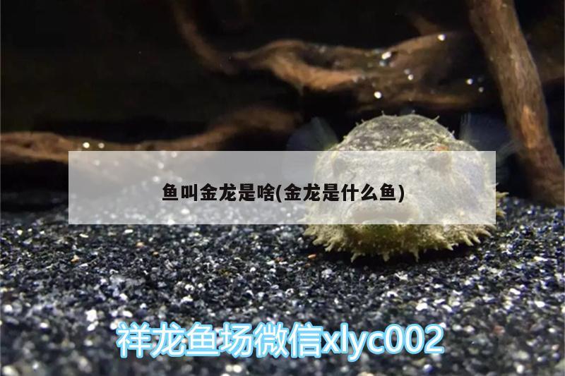 魚叫金龍是啥(金龍是什么魚) 細線銀版魚