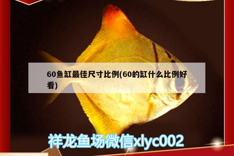 60魚缸最佳尺寸比例(60的缸什么比例好看) 粗線銀版魚