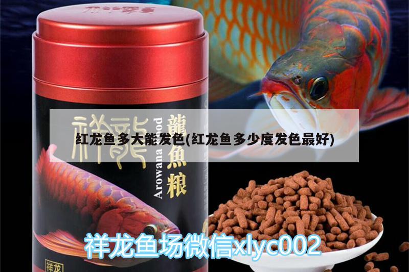 紅龍魚多大能發(fā)色(紅龍魚多少度發(fā)色最好)