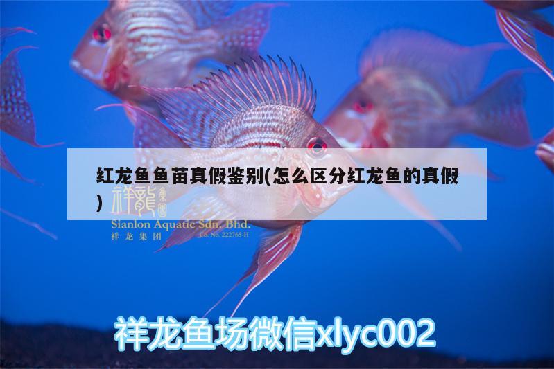 紅龍魚魚苗真假鑒別(怎么區(qū)分紅龍魚的真假) 豹紋夫魚苗