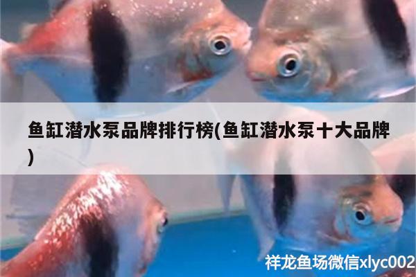 魚缸潛水泵品牌排行榜(魚缸潛水泵十大品牌) 狗仔（招財貓)魚苗