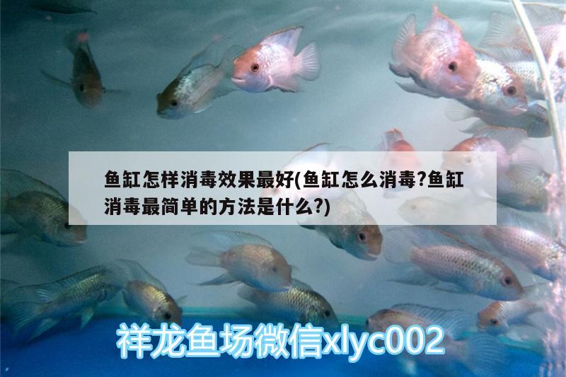 魚缸怎樣消毒效果最好(魚缸怎么消毒?魚缸消毒最簡單的方法是什么?)