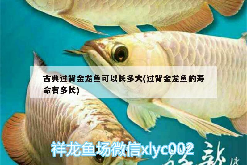 古典過背金龍魚可以長多大(過背金龍魚的壽命有多長)