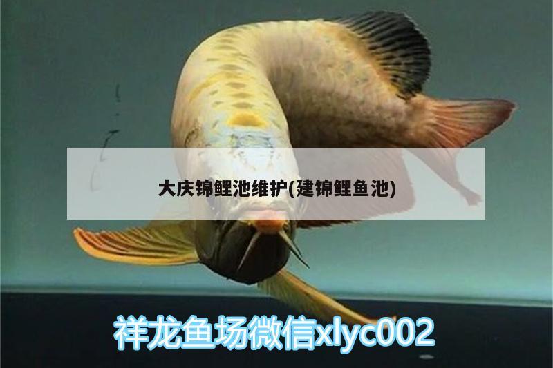 大慶錦鯉池維護(hù)(建錦鯉魚池) 月光鴨嘴魚苗