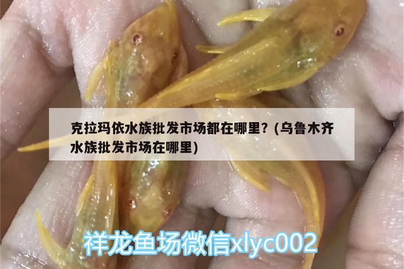 克拉瑪依水族批發(fā)市場都在哪里？(烏魯木齊水族批發(fā)市場在哪里) 觀賞魚水族批發(fā)市場