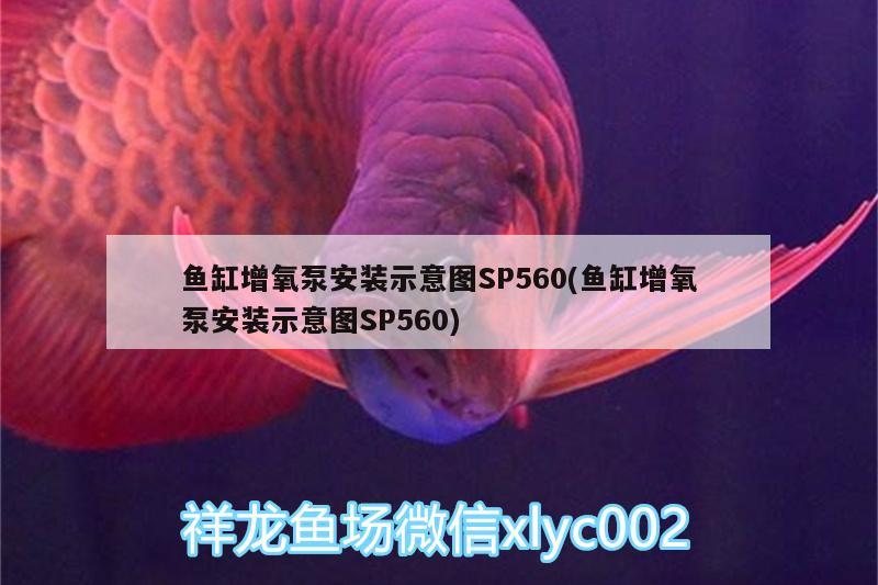 魚缸增氧泵安裝示意圖SP560(魚缸增氧泵安裝示意圖SP560)