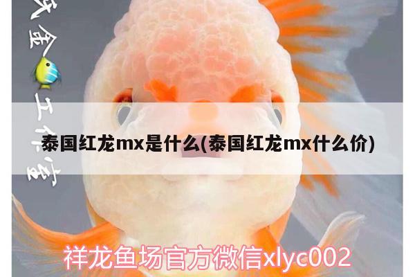 泰國紅龍mx是什么(泰國紅龍mx什么價(jià))