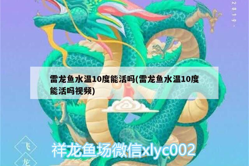 雷龍魚水溫10度能活嗎(雷龍魚水溫10度能活嗎視頻) 一眉道人魚苗