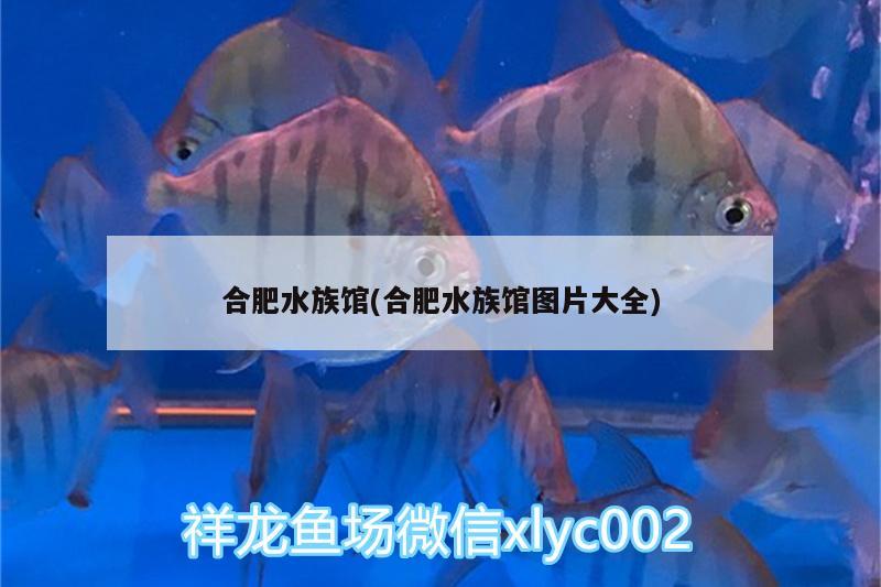 合肥水族館(合肥水族館圖片大全) 黃金達(dá)摩魚