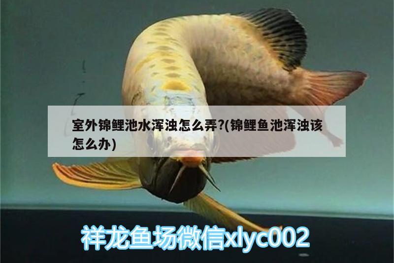 室外錦鯉池水渾濁怎么弄?(錦鯉魚池渾濁該怎么辦)