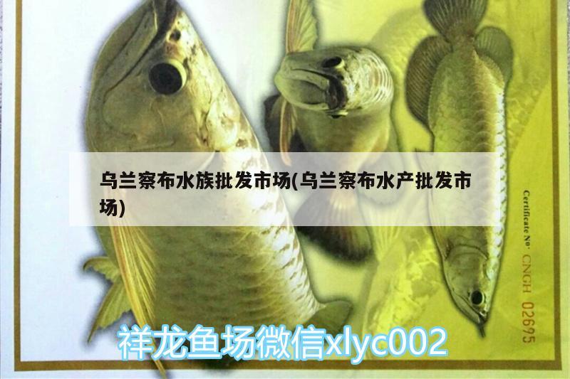 烏蘭察布水族批發(fā)市場(烏蘭察布水產批發(fā)市場) 觀賞魚水族批發(fā)市場