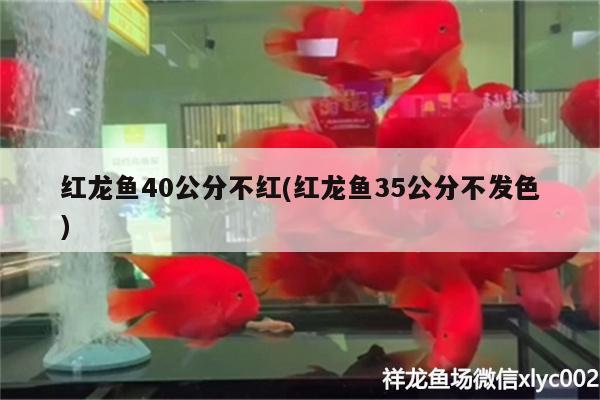 紅龍魚40公分不紅(紅龍魚35公分不發(fā)色) 夢幻雷龍魚