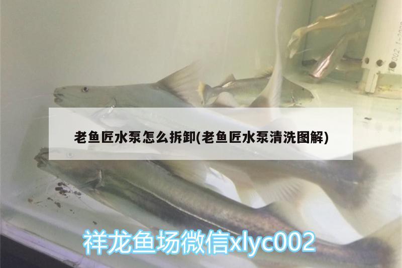 老魚匠水泵怎么拆卸(老魚匠水泵清洗圖解) 老魚匠