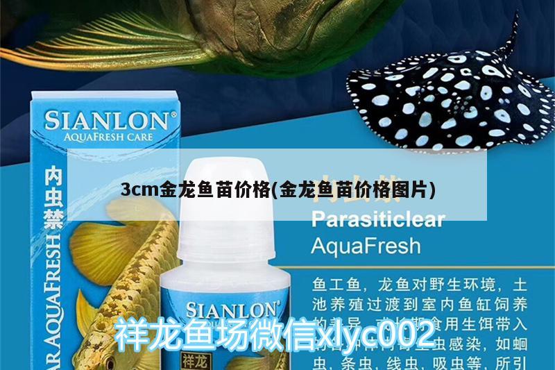 3cm金龍魚苗價(jià)格(金龍魚苗價(jià)格圖片) 七紋巨鯉魚 第2張