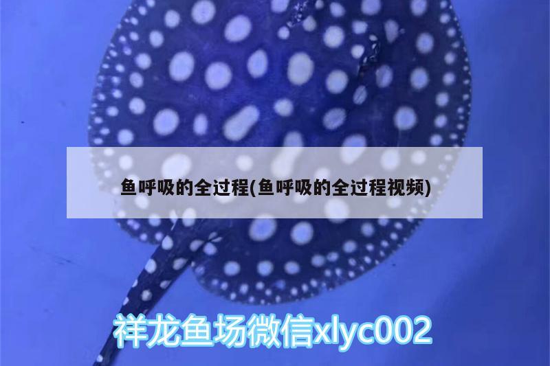 魚(yú)呼吸的全過(guò)程(魚(yú)呼吸的全過(guò)程視頻) 金老虎魚(yú)