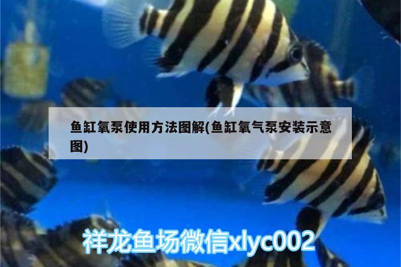 魚缸氧泵使用方法圖解(魚缸氧氣泵安裝示意圖) 巴西亞魚