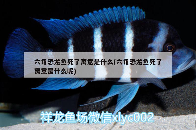 六角恐龍魚(yú)死了寓意是什么(六角恐龍魚(yú)死了寓意是什么呢)