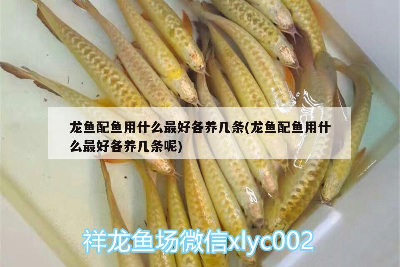 龍魚配魚用什么最好各養(yǎng)幾條(龍魚配魚用什么最好各養(yǎng)幾條呢) 丹頂錦鯉魚