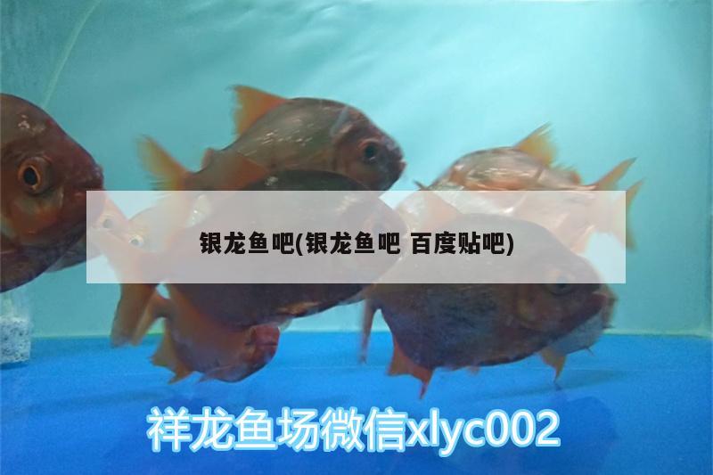 銀龍魚吧(銀龍魚吧百度貼吧) 銀龍魚