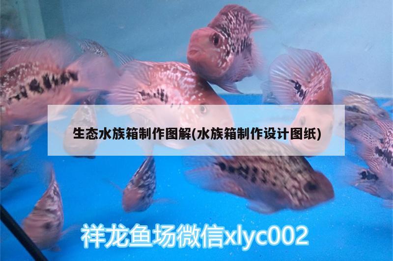 生態(tài)水族箱制作圖解(水族箱制作設(shè)計(jì)圖紙) 魚(yú)缸/水族箱