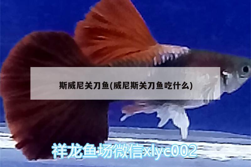 斯威尼關(guān)刀魚(威尼斯關(guān)刀魚吃什么) 新加坡號半紅龍魚（練手級紅龍魚）