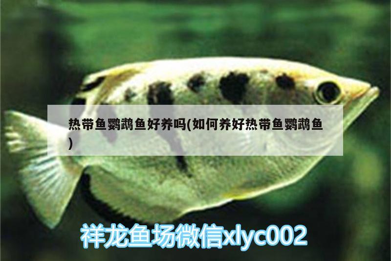 熱帶魚鸚鵡魚好養(yǎng)嗎(如何養(yǎng)好熱帶魚鸚鵡魚) 鸚鵡魚