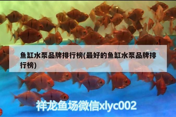 魚缸水泵品牌排行榜(最好的魚缸水泵品牌排行榜) 魚缸水泵