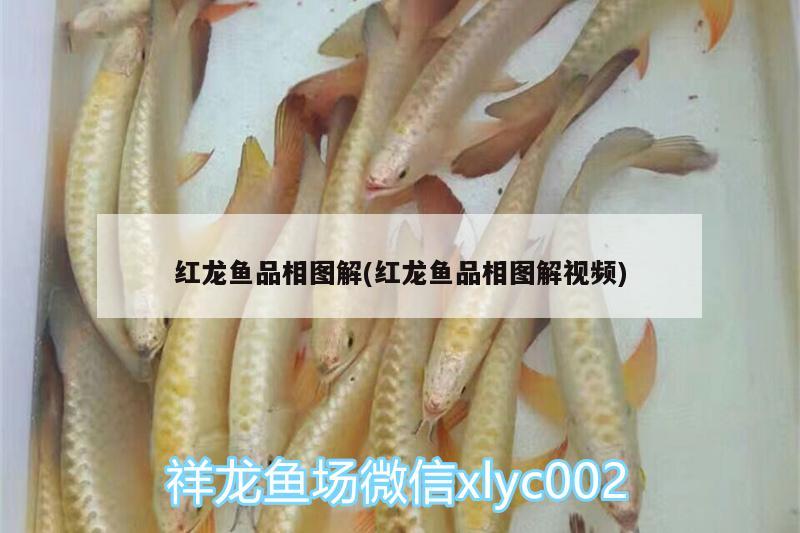 紅龍魚品相圖解(紅龍魚品相圖解視頻) 純血皇冠黑白魟魚