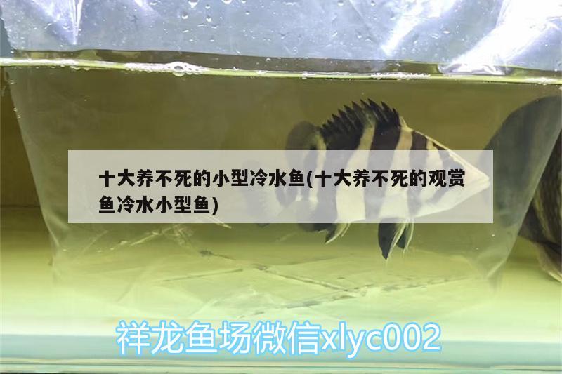 十大養(yǎng)不死的小型冷水魚(十大養(yǎng)不死的觀賞魚冷水小型魚) 祥龍赫舞紅龍魚