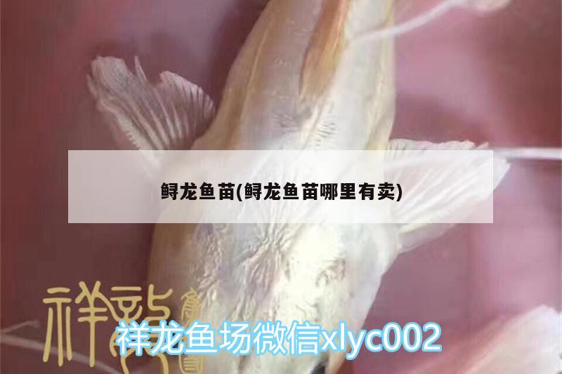 鱘龍魚苗(鱘龍魚苗哪里有賣) 翡翠鳳凰魚