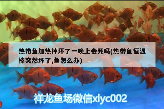 熱帶魚加熱棒壞了一晚上會死嗎(熱帶魚恒溫棒突然壞了,魚怎么辦) 胭脂孔雀龍魚