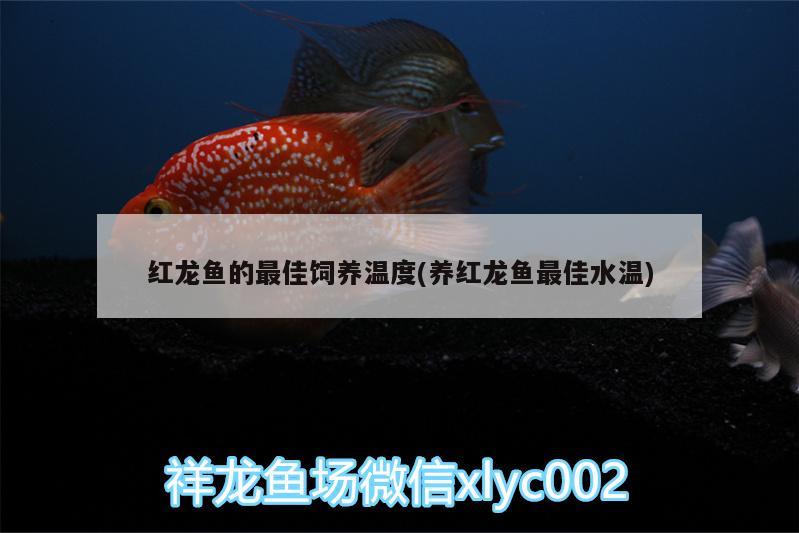 紅龍魚(yú)的最佳飼養(yǎng)溫度(養(yǎng)紅龍魚(yú)最佳水溫) 斑馬鴨嘴魚(yú)