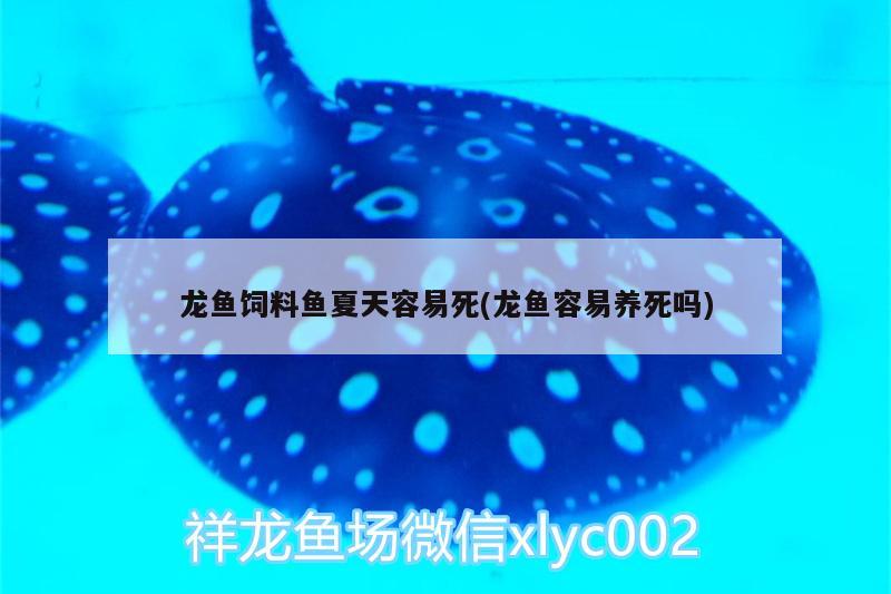 龍魚飼料魚夏天容易死(龍魚容易養(yǎng)死嗎) 水族燈（魚缸燈）