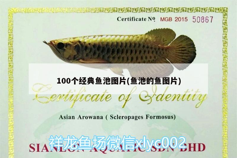 100個經(jīng)典魚池圖片(魚池的魚圖片)