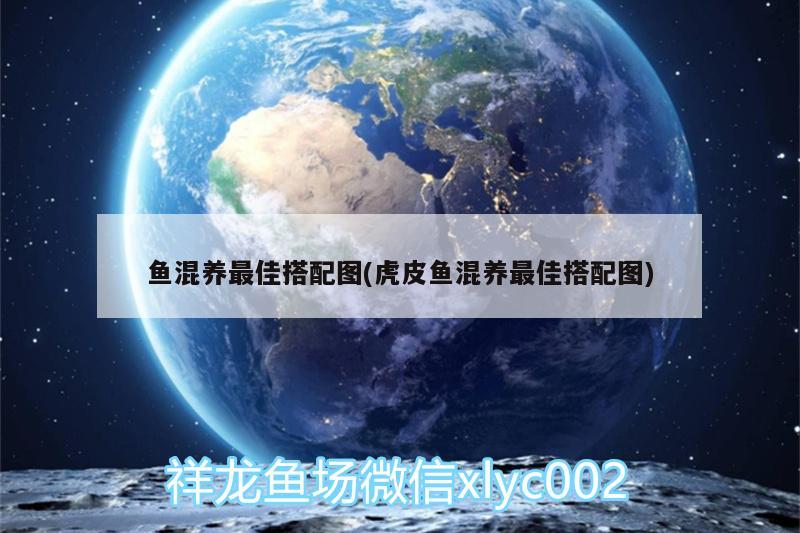 魚(yú)混養(yǎng)最佳搭配圖(虎皮魚(yú)混養(yǎng)最佳搭配圖) 觀賞魚(yú)魚(yú)苗