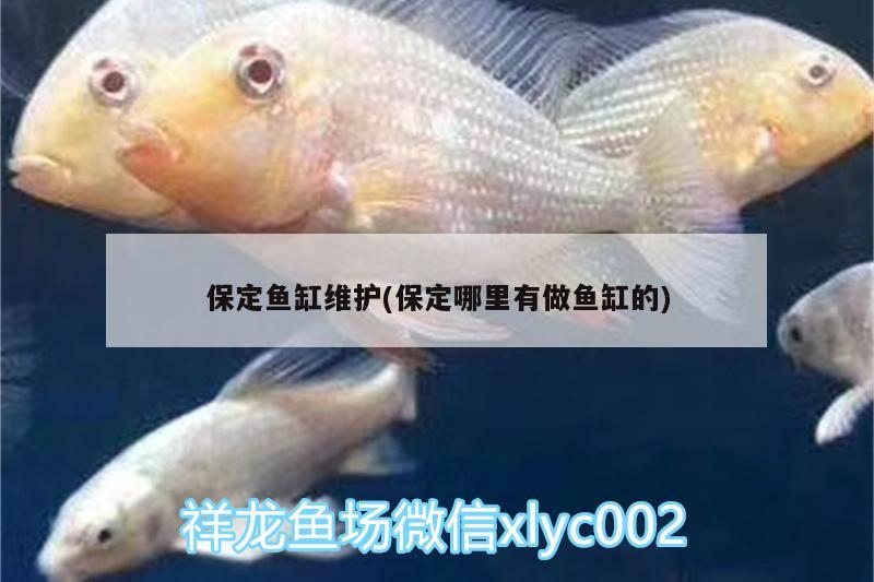 保定魚(yú)缸維護(hù)(保定哪里有做魚(yú)缸的) 祥龍超血紅龍魚(yú)