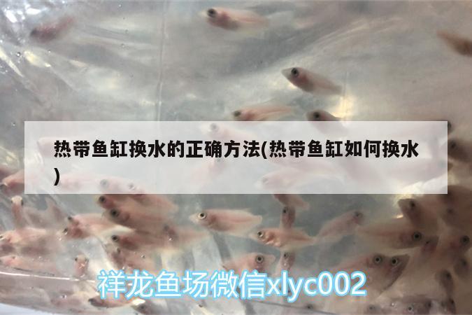 熱帶魚缸換水的正確方法(熱帶魚缸如何換水)