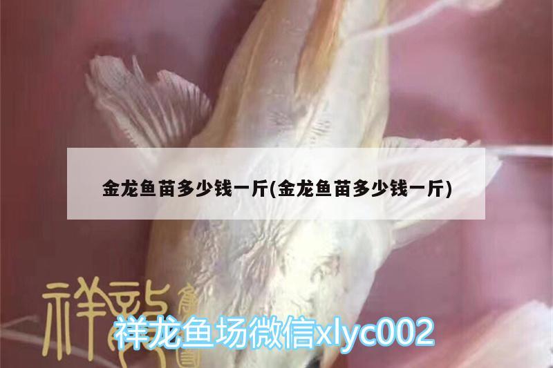 金龍魚苗多少錢一斤(金龍魚苗多少錢一斤)