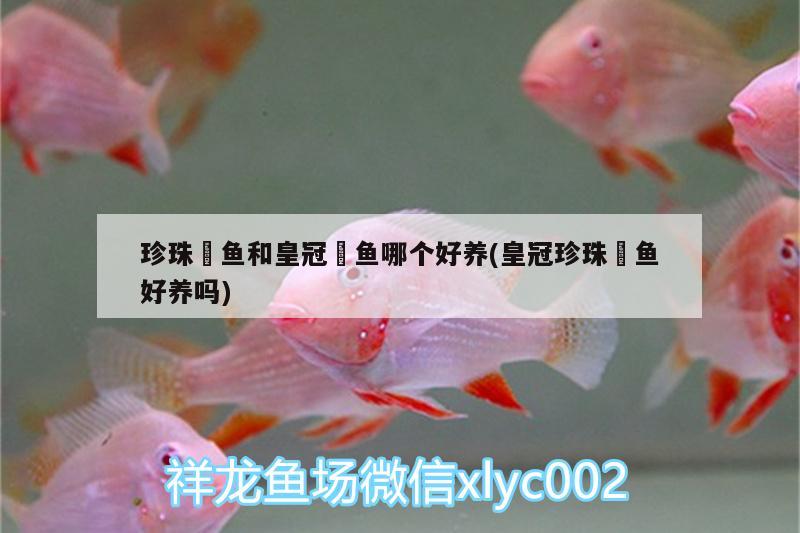 珍珠魟魚和皇冠魟魚哪個好養(yǎng)(皇冠珍珠魟魚好養(yǎng)嗎)