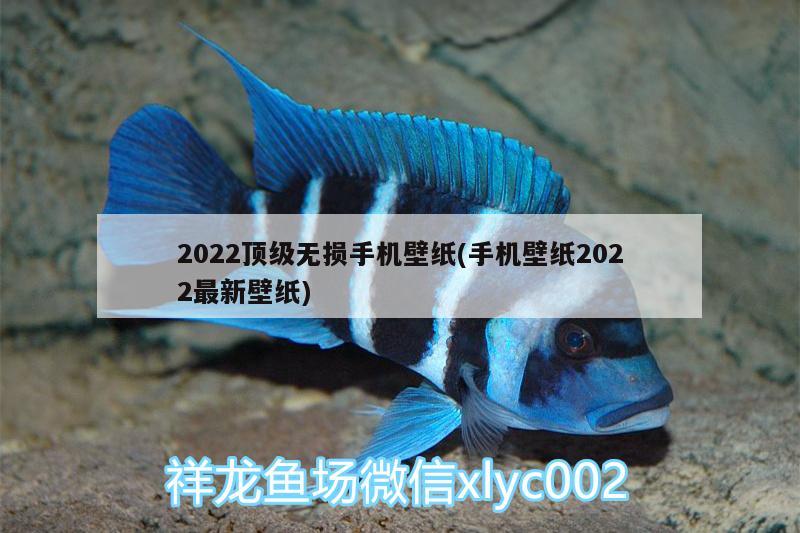 2022頂級(jí)無損手機(jī)壁紙(手機(jī)壁紙2022最新壁紙)