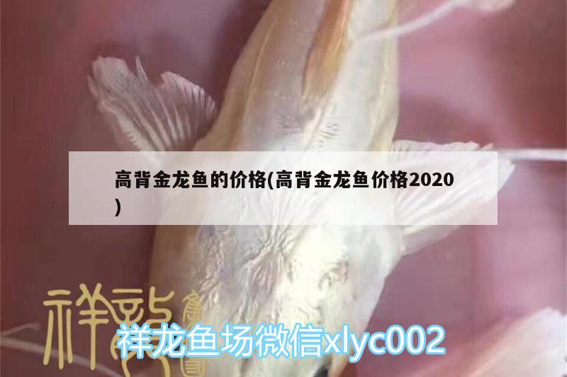 高背金龍魚的價(jià)格(高背金龍魚價(jià)格2020) 高背金龍魚