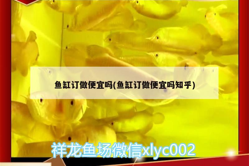 魚缸訂做便宜嗎(魚缸訂做便宜嗎知乎)