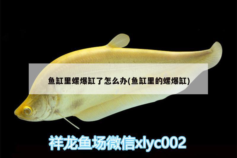 魚(yú)缸里螺爆缸了怎么辦(魚(yú)缸里的螺爆缸) 福魟魟魚(yú)