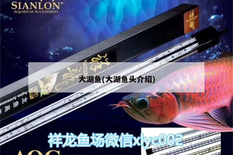 大湖魚(大湖魚頭介紹)